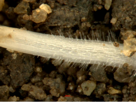 植物根系生長(zhǎng)監(jiān)測(cè)系統(tǒng)（TB）